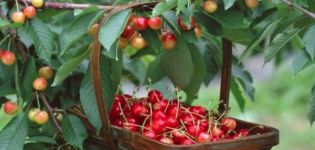 Description and characteristics of the sweet cherry varieties Julia, pollinators, planting and care