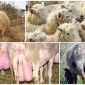 Видове и симптоми на мастит при овце, домашно лечение и профилактика