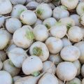 Ropių žiemai laikymo bute ar rūsyje taisyklės, kaip užšaldyti daržovę