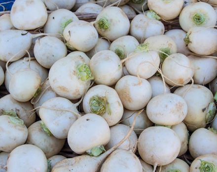 Quy tắc bảo quản củ cải cho mùa đông trong căn hộ hoặc hầm, cách đông lạnh rau
