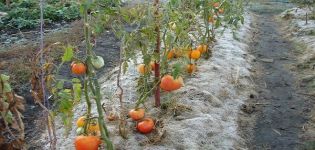 Regeln für den Tomatenanbau in Sibirien und die besten Sorten für raue Bedingungen