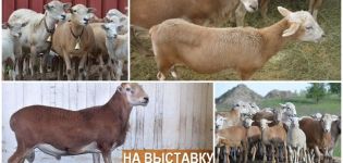Description et caractéristiques des moutons de la race Katum, caractéristiques du contenu