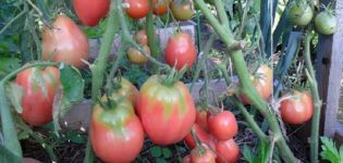 Características e descrição da variedade de tomate Petrusha jardineiro, seu rendimento