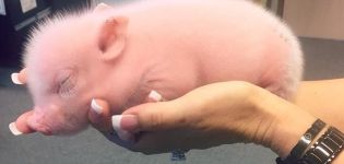 Wie man neugeborene Ferkel füttert und wie man sie zu Hause pflegt