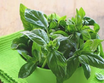 Đặc tính hữu ích và chống chỉ định của húng quế đối với cơ thể con người