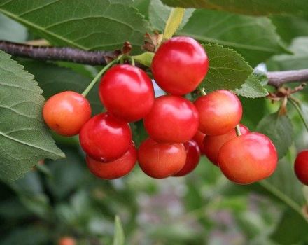 Description and history of the origin of the bird cherry variety, application and care features