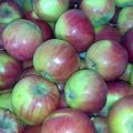 Characteristics of the apple variety Rossoshanskoe Polosate, description of subspecies and yield