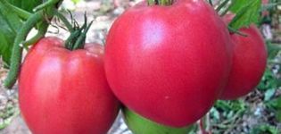 Đặc điểm và mô tả về giống cà chua nặng ở Siberia, năng suất của nó