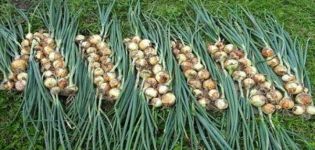Načasování sklizně cibule pro skladování ve středním Rusku a regionu