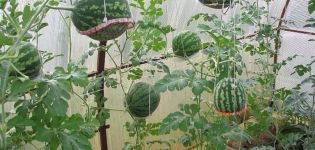 How to grow watermelons in a polycarbonate greenhouse, planting and care, formation scheme