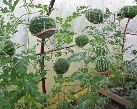 Wie man Wassermelonen in einem Polycarbonat-Gewächshaus züchtet, pflanzt und pflegt, bildet Schema
