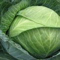 Description of the cabbage variety Brigadir f1, features of cultivation and yield