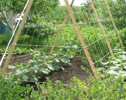 Comment faire un treillis pour les tomates de vos propres mains