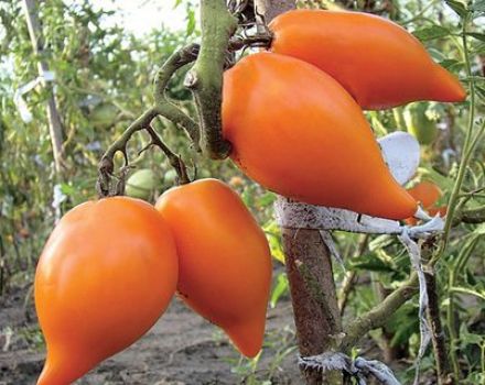 Características e descrição da variedade de tomate Southern tan, rendimento
