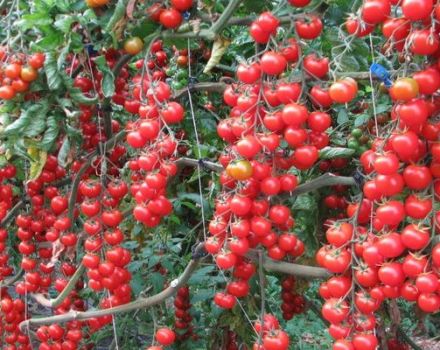 Produktivita, popis a vlastnosti odrůdy cherry rajčat ozimé