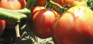 Beschreibung der Tomatensorte Love irdisch und ihre Eigenschaften