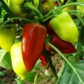 Wie man Paprika in einem Gewächshaus und auf offenem Feld bildet