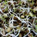 Propriedades úteis e malefícios das lentilhas germinadas, composição química, é possível comê-la
