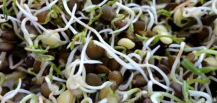 الخصائص المفيدة والضرر للعدس النابت ، التركيب الكيميائي ، هل من الممكن أكله