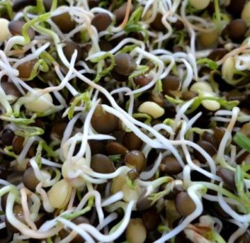 Nützliche Eigenschaften und Schaden von gekeimten Linsen, chemische Zusammensetzung, ist es möglich, es zu essen