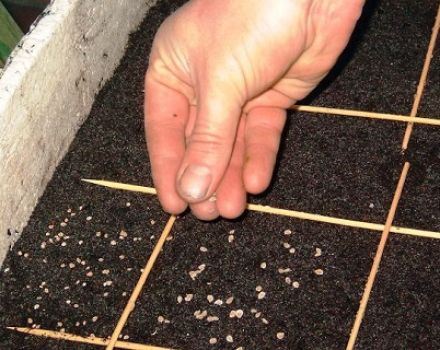 Tempistica della semina dei pomodori per le piantine in Siberia