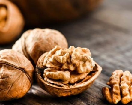 Propiedades útiles y medicinales de las nueces para el cuerpo, contraindicaciones.