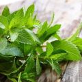 TOP 10 Rezepte für die Zubereitung von Minz- und Zitronenmelisse für den Winter