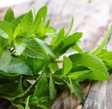 TOP 10 opskrifter til forberedelse af emner af mynte og citronmelisse til vinteren
