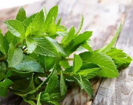TOP 10 recetas para preparar espacios en blanco de menta y bálsamo de limón para el invierno