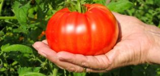Описание на сорта домат Beefsteak и неговите основни характеристики