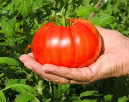 Описание на сорта домат Beefsteak и неговите основни характеристики