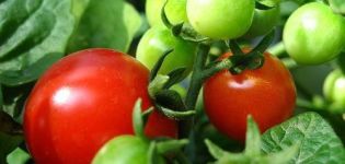 Kjennetegn og beskrivelse av tomatsorten Boni mm, dens utbytte
