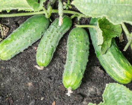 Descrição da variedade de pepino Spino, características de cultivo e cuidados