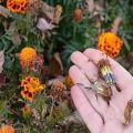 Como coletar sementes de calêndula de flores murchas, regras de armazenamento e uso