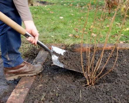Wie man Johannisbeeren im Herbst richtig pflegt, gießt und füttert, beschneidet und sich auf den Winter vorbereitet