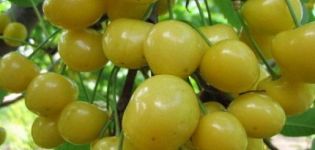 Mô tả các giống anh đào vàng Home Garden, cách trồng và chăm sóc, chuẩn bị cho mùa đông