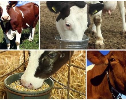O que fazer se a vaca estiver cheia de esmagamento em casa