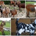 Description and milkiness of goats of the Nubian breed, their color and approximate cost