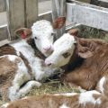 Causes of umbilical sepsis in the calf, treatment and prevention of inflammation