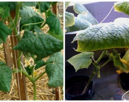 Why do cucumber leaves curl inward and what to do