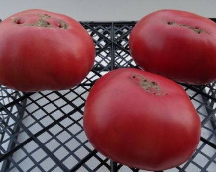 Beschreibung der Tomatensorte Big Dipper und ihres Ertrags