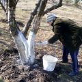 Када и који је најбољи начин бељења јабука - у пролеће, лето или јесен користимо креду и липу