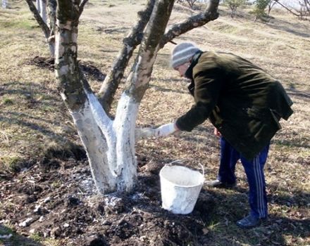 Kedy a aký je najlepší spôsob na bielenie jabloní - na jar, v lete alebo na jeseň používame kriedu a vápno