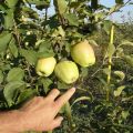 Χαρακτηριστικά και περιγραφή της ποικιλίας μήλου στη μνήμη Esaul, την αντοχή στον παγετό και την αξιολόγηση γευσιγνωσίας φρούτων