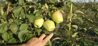 Карактеристике и опис сорте јабуке у сећању на Езаула, отпорност на мраз и процену дегустације воћа