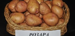Опис сорте кромпира Росара, препоруке за узгој и прегледи вртлара