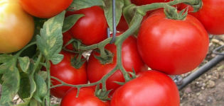 Egenskaper och beskrivning av Sunrise-tomatsorten, dess utbyte