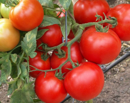 Egenskaber og beskrivelse af Sunrise-tomatsorten, dens udbytte
