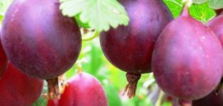 أفضل 20 نوعًا من عنب الثعلب في سيبيريا وجزر الأورال مع وصف