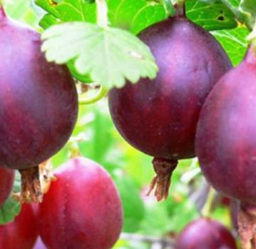 TOP 20 der besten Stachelbeersorten für Sibirien und den Ural mit einer Beschreibung